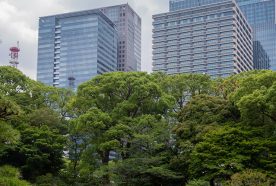Trees in front of tall city buildings