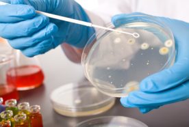 close up of gloved hands holding petri dish