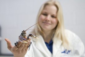 Environment and health researcher holding young lobster