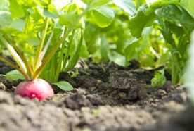 A close up of a radish growing out of the soil