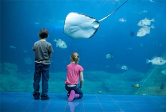 Aquariums as restorative environments