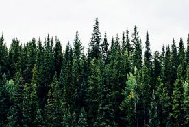 Rows of tightly packed fir trees