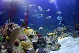 Fish and coral in a bright blue tank at the national marine aquarium