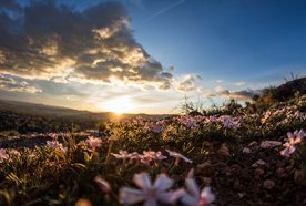 A low sun sets over a grassy hill with small pink flowers in the foreground