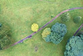 Trees and a green field seen from above