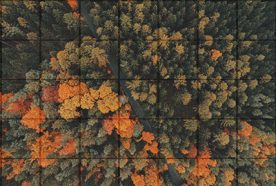 Trees in autumn seen from above with a grid overlay superimposed