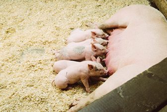 Antibiotic resistance in farm animals