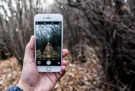 A person holds a phone in a leafy wood