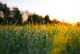 Low sun shines through long green grass