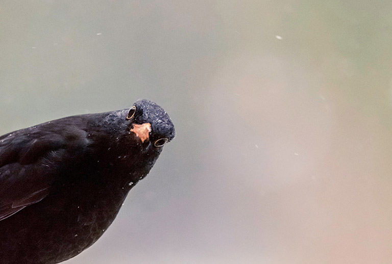 Sensing Nature European Centre for Environment and Human Health ECEHH