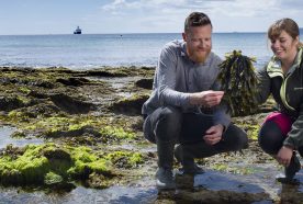 Researchers examine seaweed in a rock pool