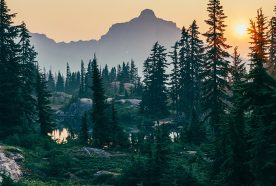 Pine forest with mountains and setting sun in the background