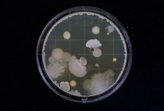 Mapping the evidence for AMR