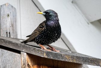 Reducing starling impacts on farms