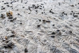 Evolution of opportunistic pathogens