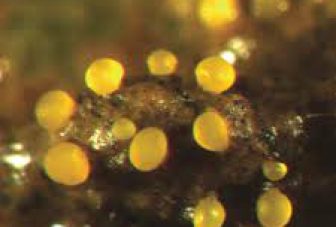 Macro-evolution and adaptive radiations in bacteria