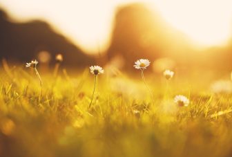 Interviews with participants: Green Social Prescribing Test and Learn Pilots extension project
