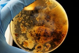 A blug gloved hand holds a petri dish with brown microbes growing in it.