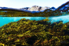 A cross section of the water and sky shows a kelp bed in blue waters, with a rocky outcrop above the water line.