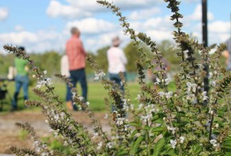 Qualitative evidence synthesis on green social prescribing