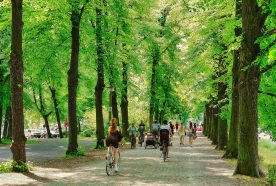 A tree-lined path in a park with people cycling and walking on a sunny day.