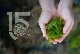 A pair of hands seen from above gentle hold a green piece of seaweed next to a logo that says 