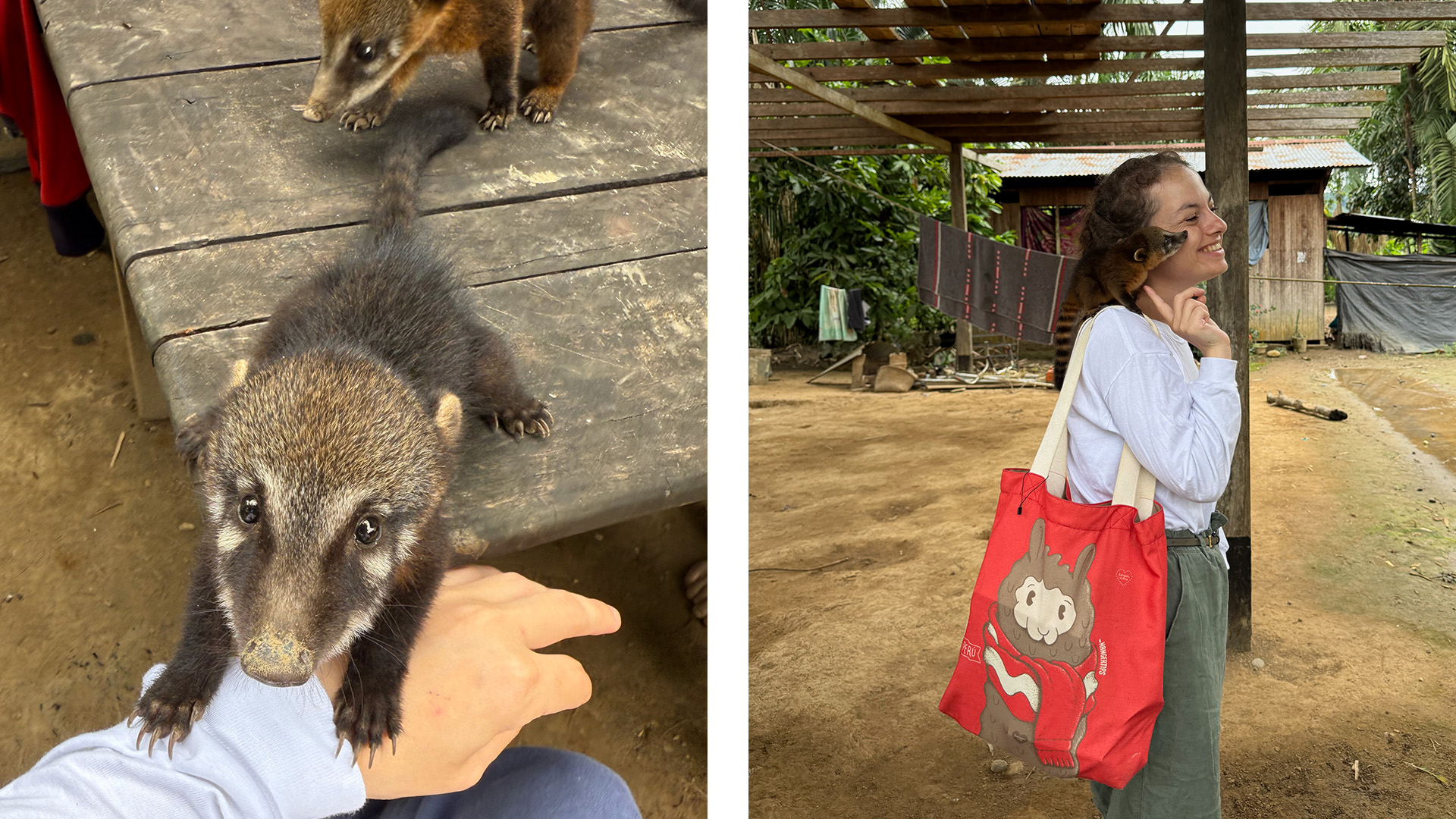 A split image showing a baby achuni reaching up onto the photographer's arm (left) and sitting on Anel's shoulder (right).